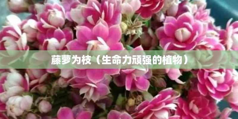 红豆植物怎样养
