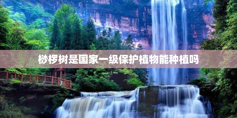 桫椤树是国家一级保护植物能种植吗