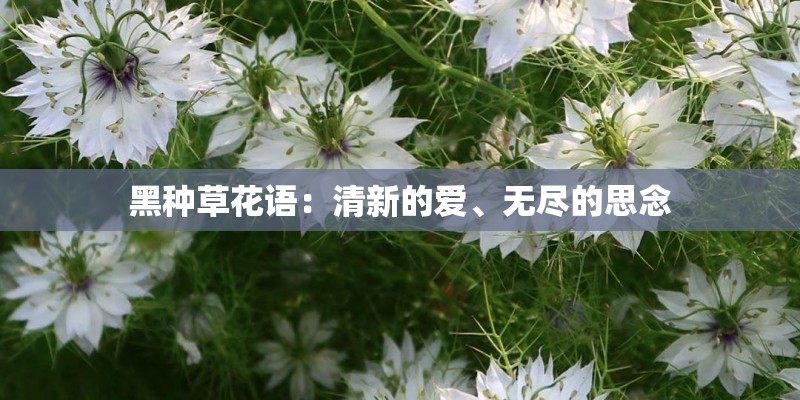 黑种草花语：清新的爱、无尽的思念