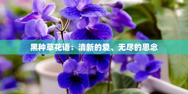 黑种草花语：清新的爱、无尽的思念
