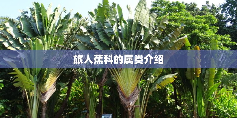 睡莲几月份才可以种植