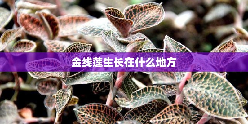 金线莲生长在什么地方