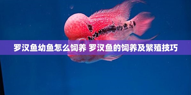罗汉鱼幼鱼怎么饲养 罗汉鱼的饲养及繁殖技巧