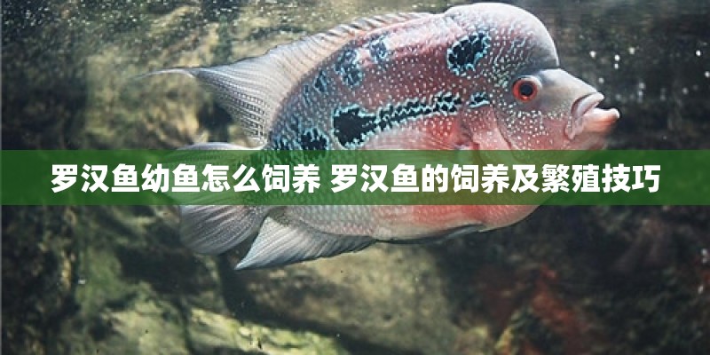 罗汉鱼幼鱼怎么饲养 罗汉鱼的饲养及繁殖技巧