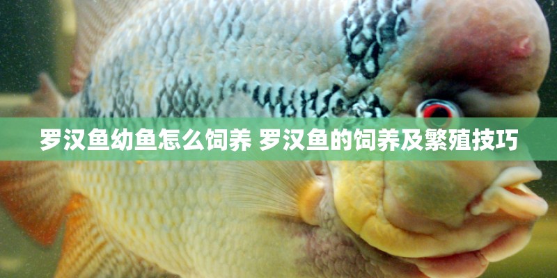 罗汉鱼幼鱼怎么饲养 罗汉鱼的饲养及繁殖技巧