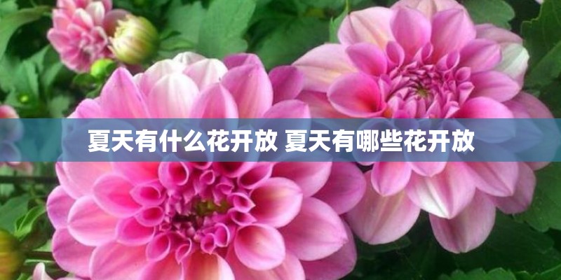夏天有什么花开放 夏天有哪些花开放