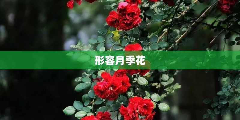 睡莲几月份才可以种植
