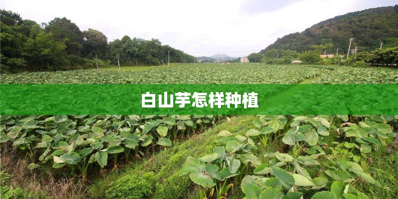仓鼠死后还剩很多木屑还可以养什么宠物