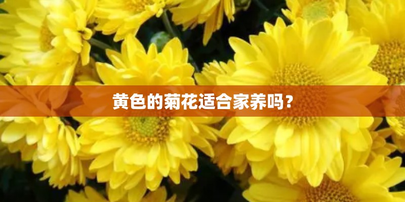 黄色的菊花适合家养吗？