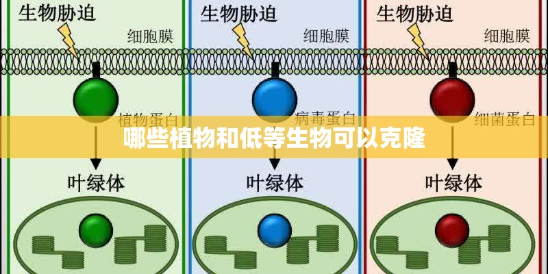 哪些植物和低等生物可以克隆