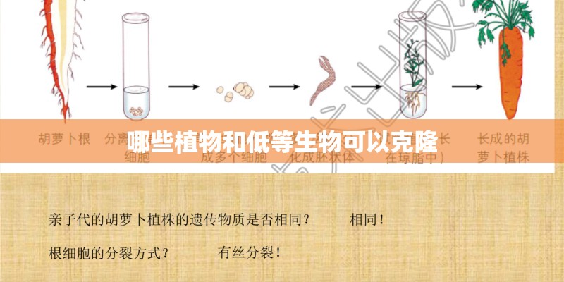 仓鼠死后还剩很多木屑还可以养什么宠物