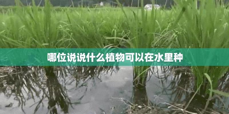 哪位说说什么植物可以在水里种