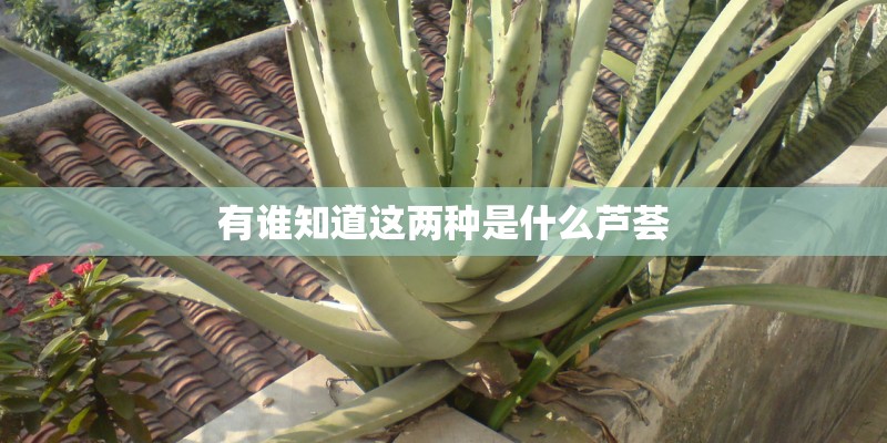 有谁知道这两种是什么芦荟