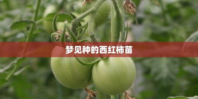 梦见种的西红柿苗
