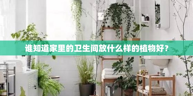 谁知道家里的卫生间放什么样的植物好？