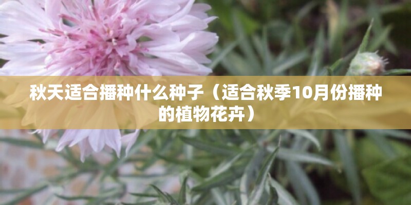 秋天适合播种什么种子(适合秋季10月份播种的植物花卉) 秋天适合播种什么种子(适合秋季10月份播种的植物花卉)
