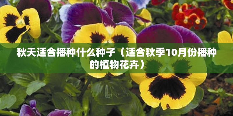 秋天适合播种什么种子(适合秋季10月份播种的植物花卉) 秋天适合播种什么种子(适合秋季10月份播种的植物花卉)