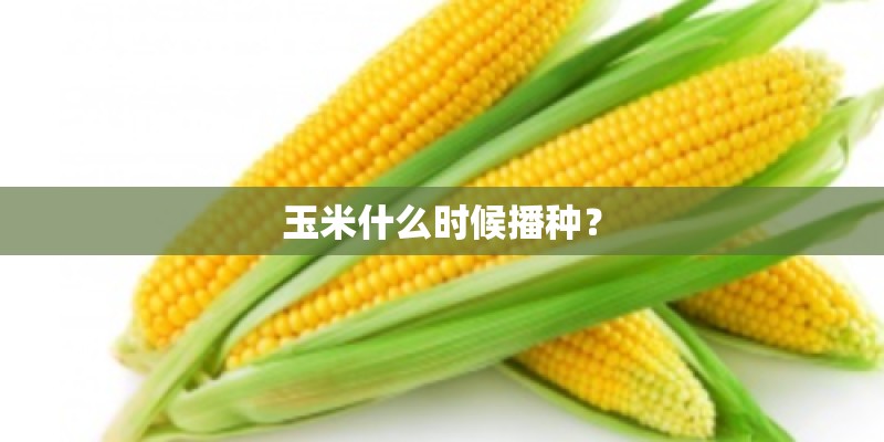 玉米什么时候播种？