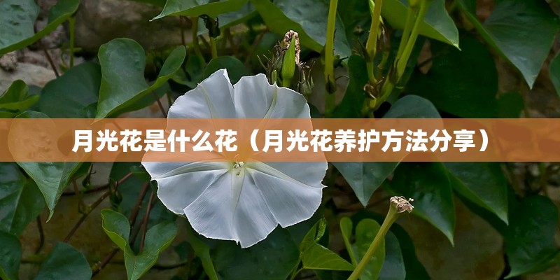 月光花是什么花（月光花养护方法分享）