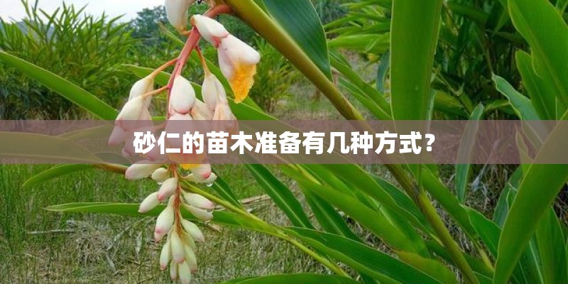 砂仁的苗木准备有几种方式？