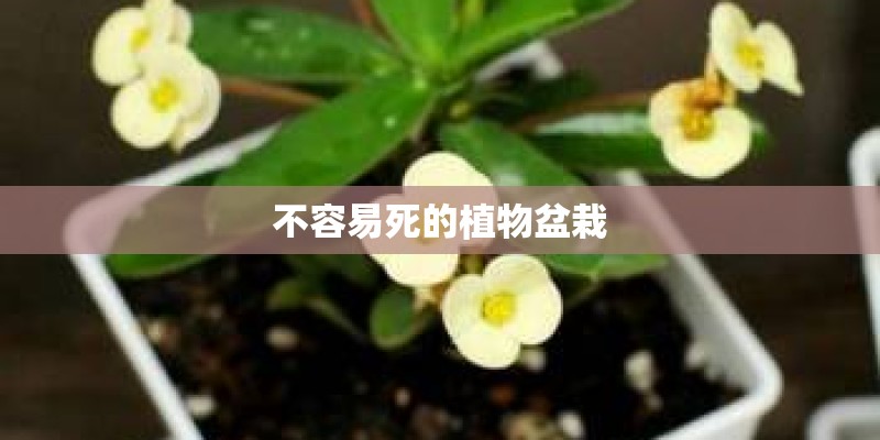不容易死的植物盆栽 不容易死的植物盆栽