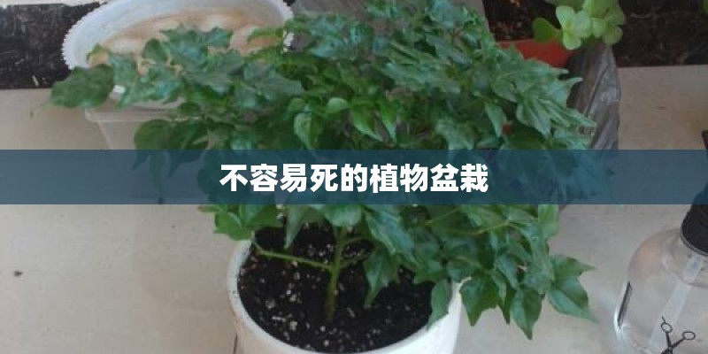 不容易死的植物盆栽 不容易死的植物盆栽
