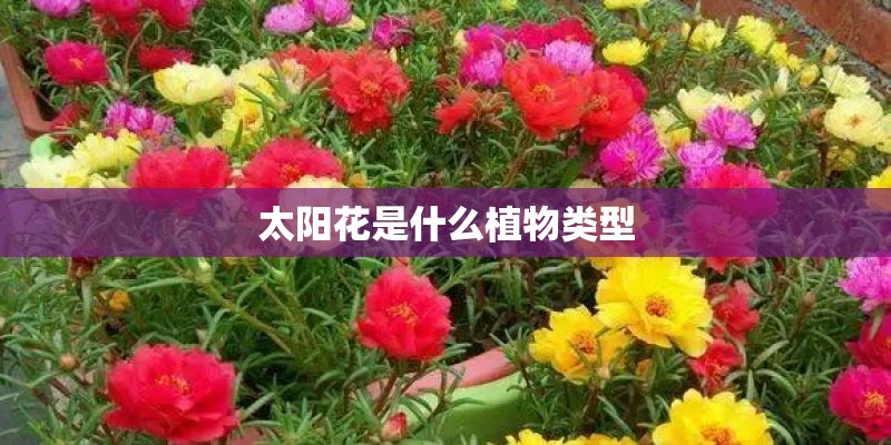 太阳花是什么植物类型