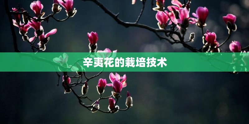 辛夷花的栽培技术
