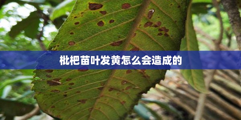 枇杷苗叶发黄怎么会造成的