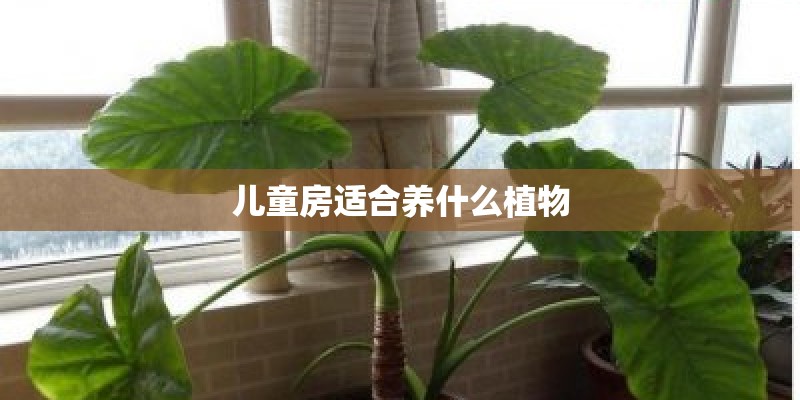儿童房适合养什么植物