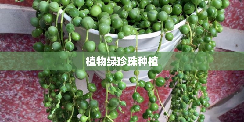 植物绿珍珠种植