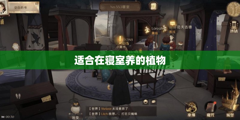 适合在寝室养的植物