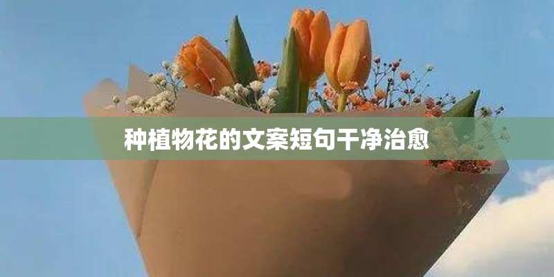 种植物花的文案短句干净治愈