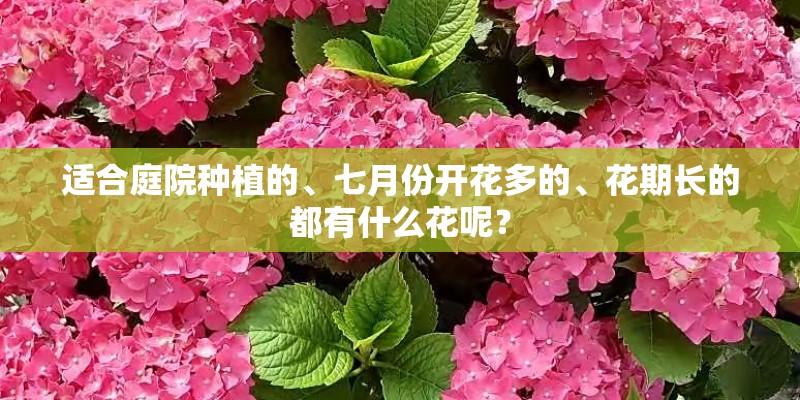 适合庭院种植的、七月份开花多的、花期长的都有什么花呢? 适合庭院种植的、七月份开花多的、花期长的都有什么花呢?