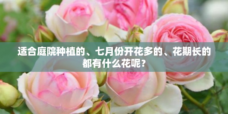 适合庭院种植的、七月份开花多的、花期长的都有什么花呢? 适合庭院种植的、七月份开花多的、花期长的都有什么花呢?