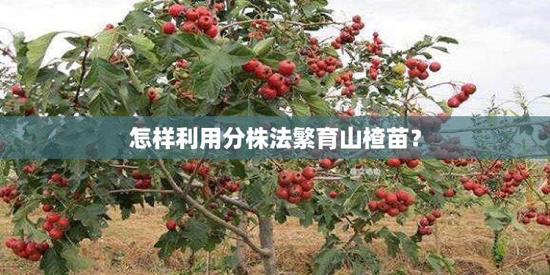 怎样利用分株法繁育山楂苗？