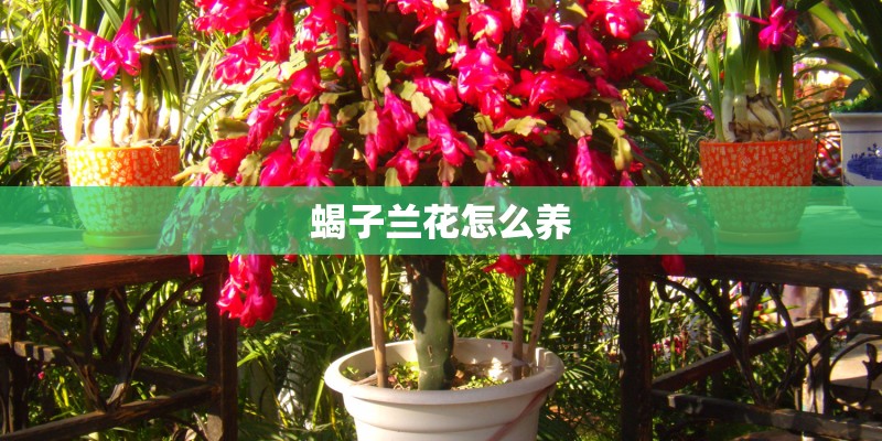 蝎子兰花怎么养