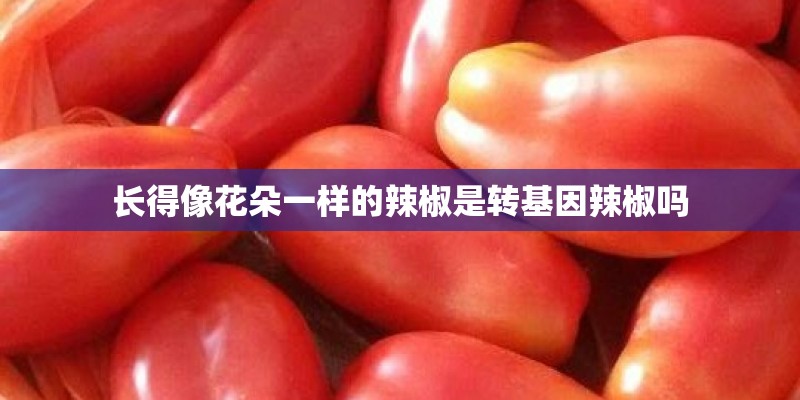 长得像花朵一样的辣椒是转基因辣椒吗