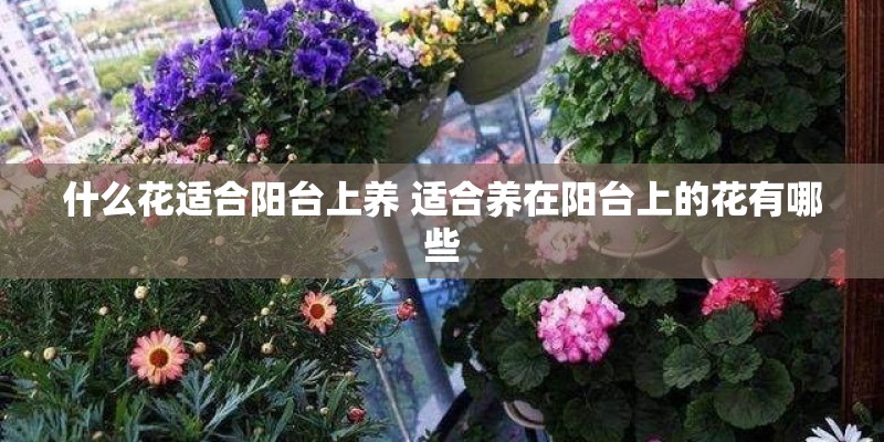 什么花适合阳台上养 适合养在阳台上的花有哪些