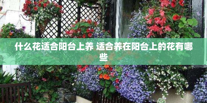 什么花适合阳台上养 适合养在阳台上的花有哪些