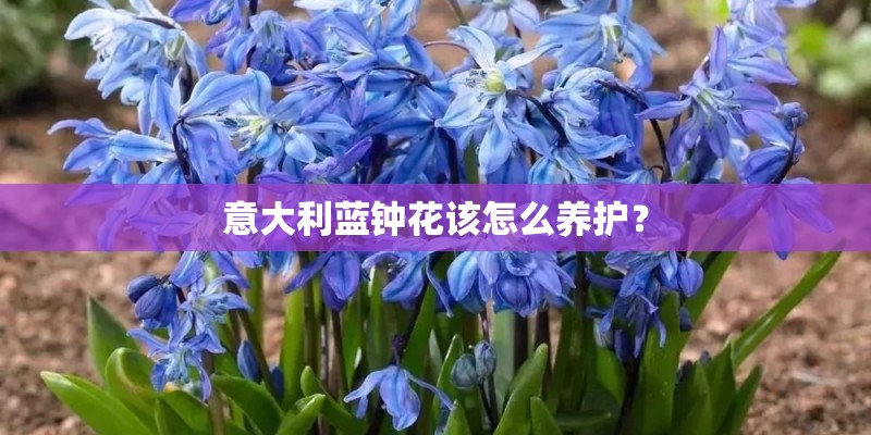 意大利蓝钟花该怎么养护？