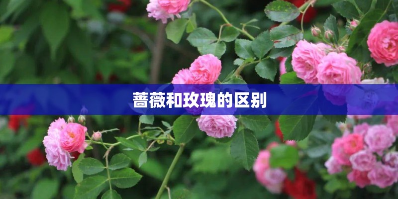 蔷薇和玫瑰的区别