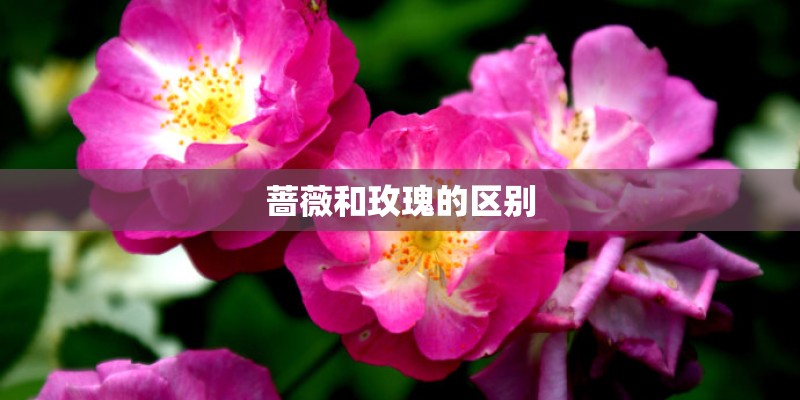 三年级上册周记向日葵300字怎么写的