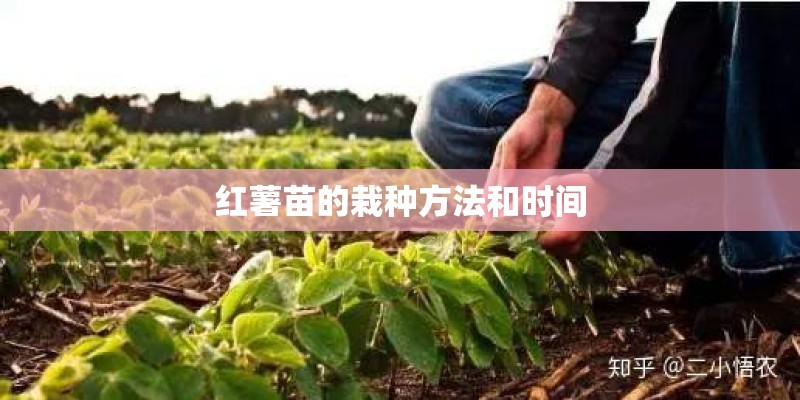 红薯苗的栽种方法和时间