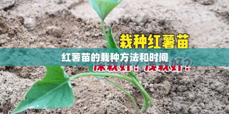 红薯苗的栽种方法和时间