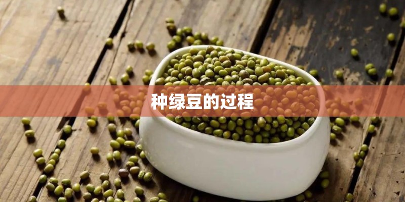 种绿豆的过程