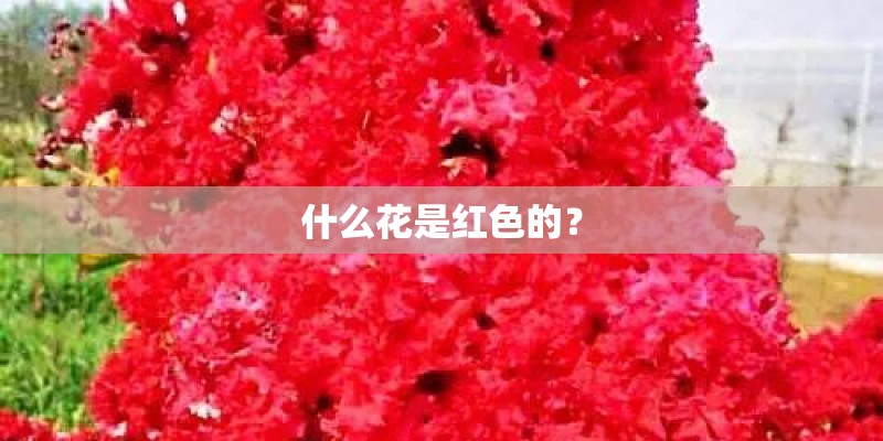 什么花是红色的? 什么花是红色的?