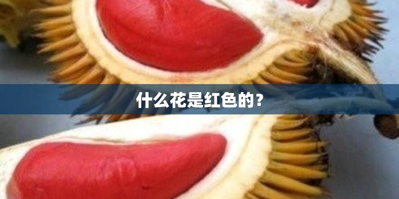 什么花是红色的? 什么花是红色的?