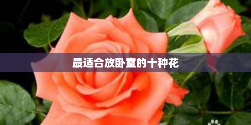 尼尔斯骑鹅旅行记是童话书吗？