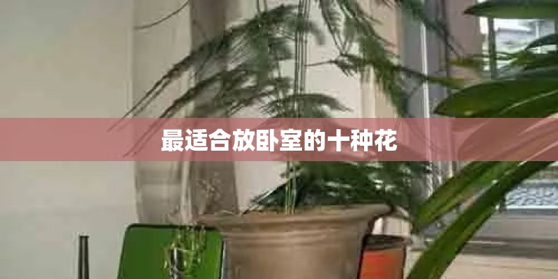最适合放卧室的十种花